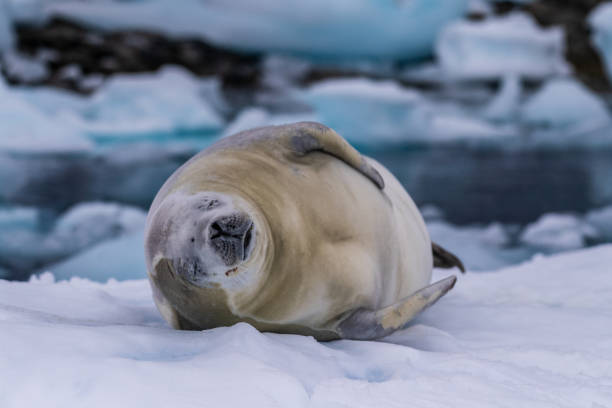 istock Crabeater Seal resting on a sheet of ice 2148097824