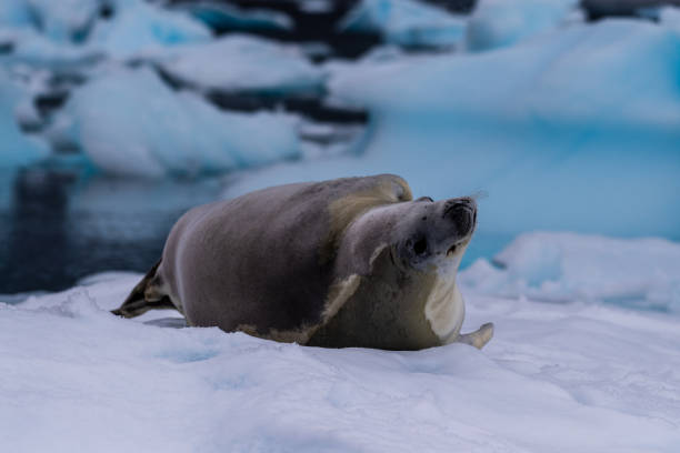 istock Crabeater Seal resting on a sheet of ice 2148097826