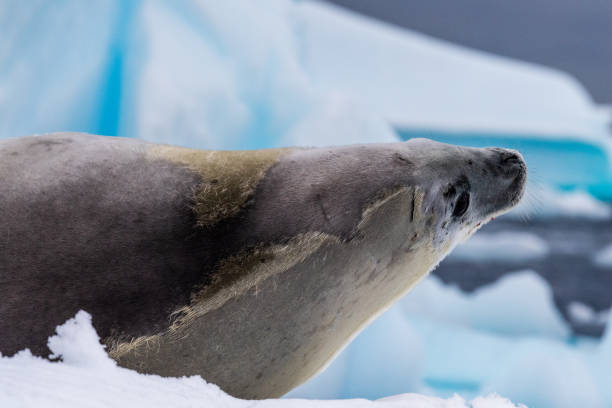 istock Crabeater Seal resting on a sheet of ice 2148097827