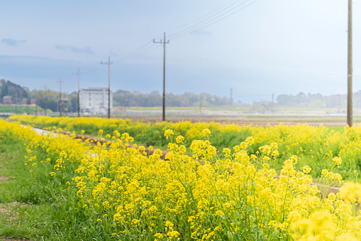 Rapeseed flowers blooming beside the irrigation canal