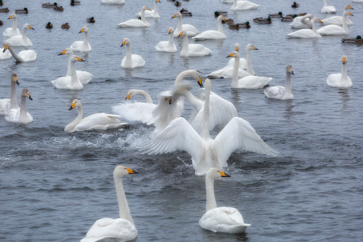 A flock of Whooper swan and ducks wintering on the thermal lake Svetloe (Lebedinoe), Altay, Russia