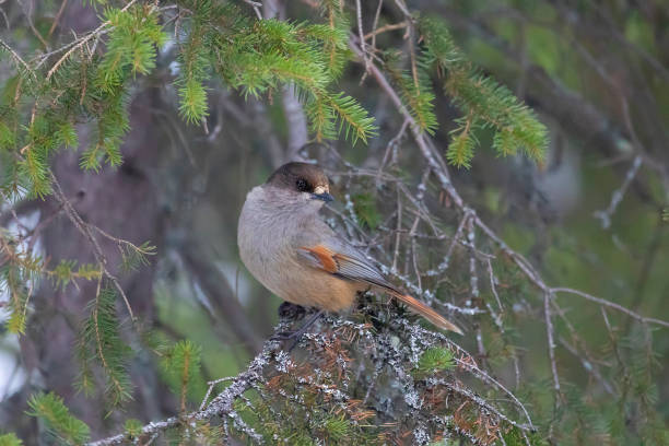 istock Siberian jay sitting on a pine branch 2148097952