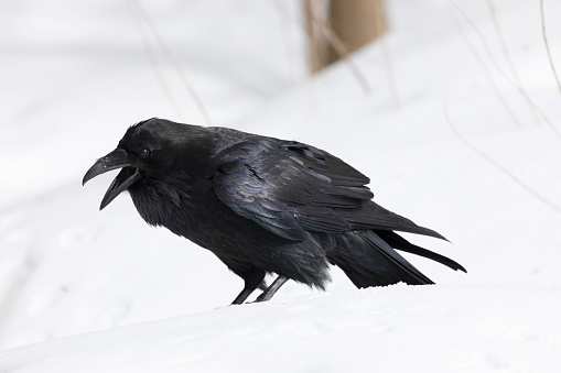 A black raven stands in the snow, close up