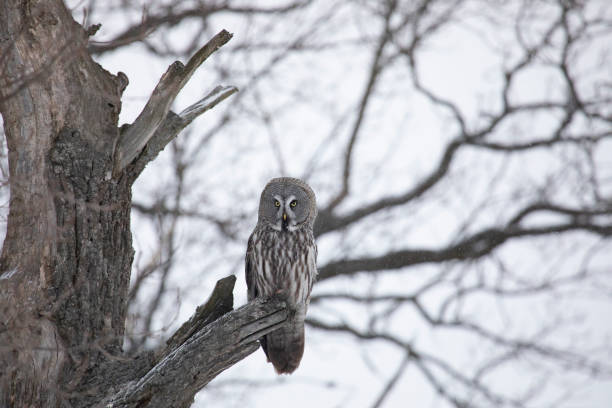 istock Great gray owl sitting on a tree branch close up 2148097959