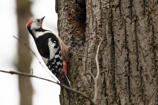 spotted woodpecker sits on a pine tree