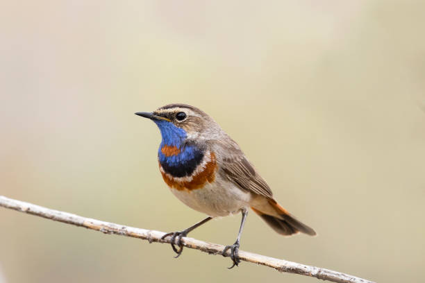 istock Male Bluethroat sitting on reeds close up 2148098031