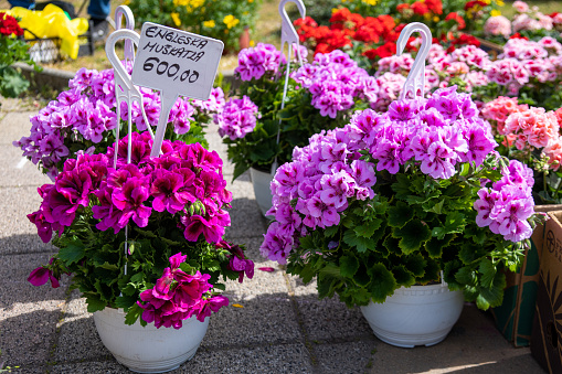 Beautiful Various colored potted flowers, open-air flower market