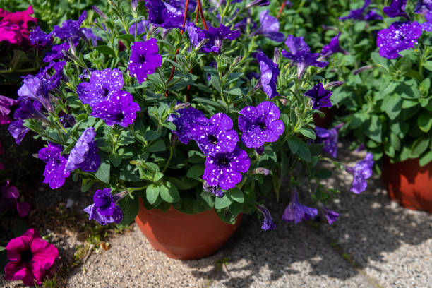 istock Various potted flowers, open-air flower market 2148098233