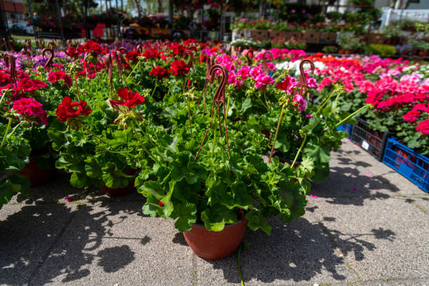 istock Various potted flowers, open-air flower market 2148098278