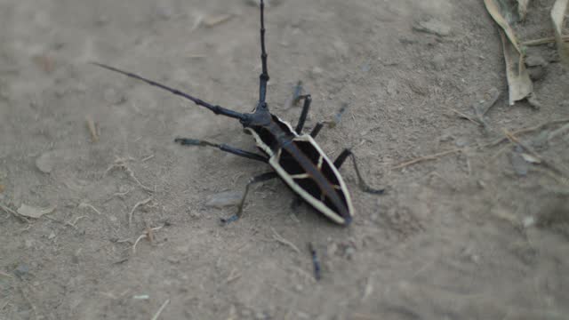 Close-up of distinctive beetle exploring natural terrain