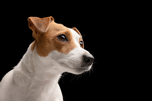 beautiful dog Jack Russell terrier on a black background, dog portrait