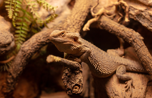 Closeup of a bearded dragon in the terrarium at the zoo.