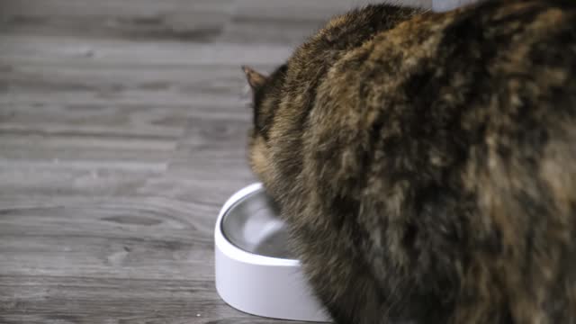 A hungry cat came to the automatic feeder and saw an empty plate with the last granule. Distance pet feeding on a schedule. Smart home concept. Broken device. Side view. 4K