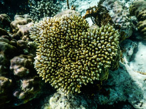 istock Philippines Palawan Coron Coral Garden 2148101076