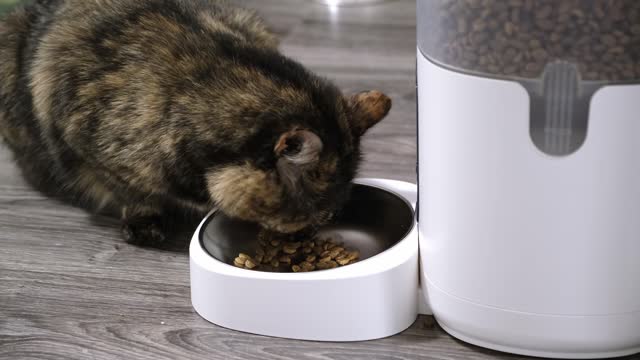 Cat feeding from the automatic feeder. The portion of dry food for animal. The domestic pet eats on a schedule. To stay at home alone for a few days. Smart home device concept. Side view. 4K