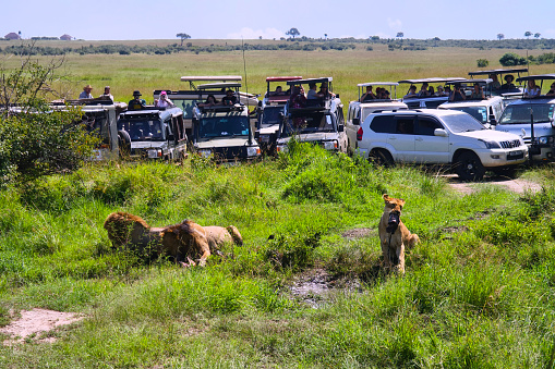 lions eat prey against the background of tourists in a jeep. Observation of animals in their natural habitat. African safari. Masai Mara National Park, Kenya. February 3, 2024.