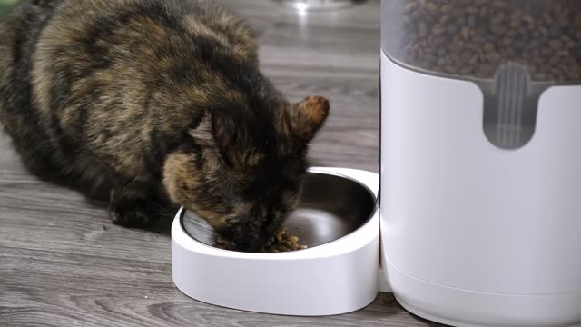 Cat feeding from the automatic feeder. The person pressed the button to add another portion of food for animal. The domestic pet eats dry food on a schedule. Smart home device concept. Side view. 4K