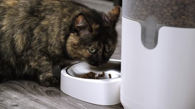 The cat eats dry food from the automatic feeder and left. Distance pet feeding on a schedule. Smart home device concept. Side view. 4K