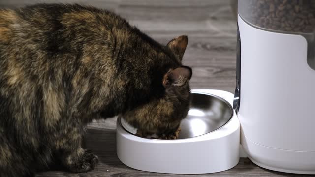 The cat comes to bowl of the automatic feeder to eat dry food. Distance pet feeding on a schedule. Smart home device concept. Side view. 4K