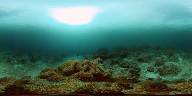 istock Coral reef with fish underwater. Philippines. Virtual Reality 360 2148101698