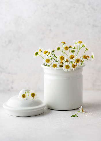 Fresh blossoms of German chamomile for healthy tea or natural herbal organic cosmetics Healing herbs or Alternative medicine concept. (Matricaria chamomilla) Copy space.