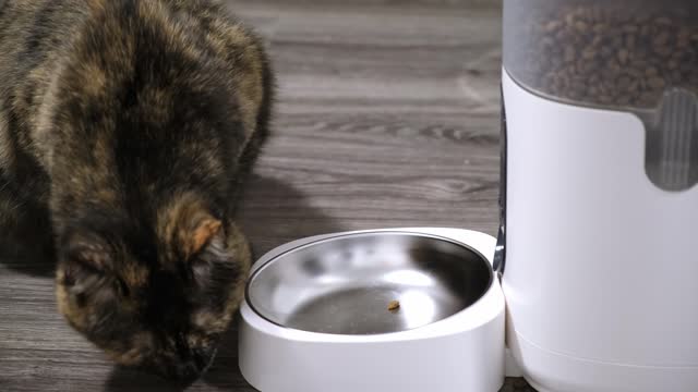 The cat finished eating of dry food from the automatic feeder, licked his lips and left, leaving only one grain. Distance pet feeding on a schedule. Smart home device concept. Side view. 4K