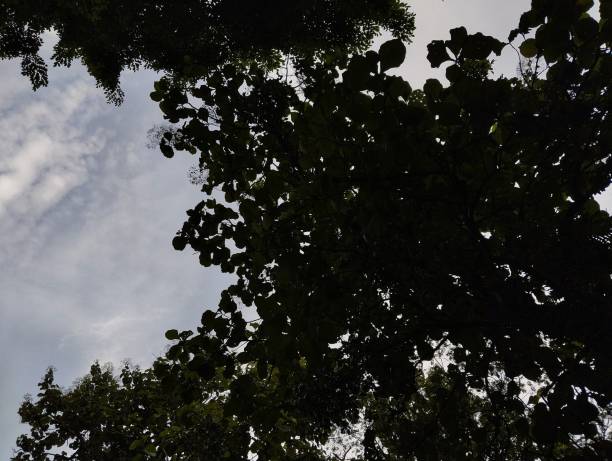 Silhouette of shady leaves