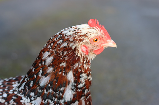 Close up of a speckled hen illuminated by sunlight