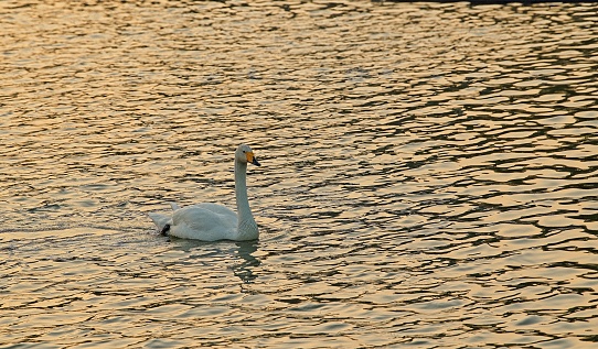 Beautiful whooper swan in a pond at a middle of Beijing at public park where dedicted for wild birds.