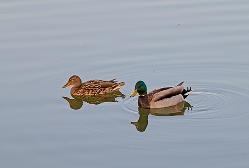 A couple of mallard duck's in public park in Beijing at early morning.