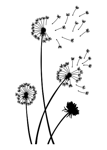 Dandelion wind blow background. Black silhouette with flying dandelion buds on white. Abstract flying blow dandelion seeds. Decorative graphics for printing. Floral scene design.