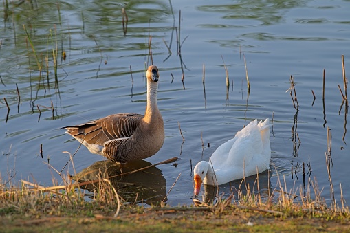 The Canada Goose was just hanging out  in Skokie at Emily Oaks Nature Center