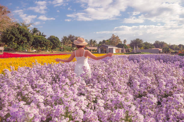 Thai female tourist Travel with friends to the Chiang Mai province at Flower garden, camping on the mountain to watch the star at night, at sunrise, and view fog in the morning.