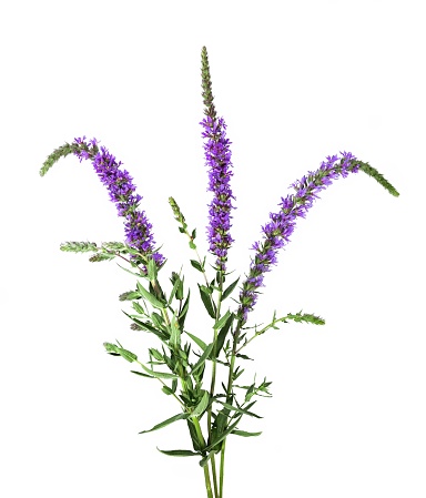 blooming purple loosestrife with multiple flower stalks isolated on white,  Lythrum salicaria plant isolated on white background, studio shot