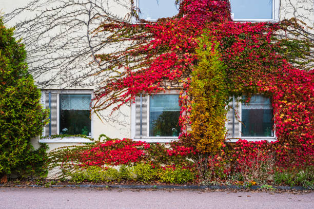 Climber plants on facade of building