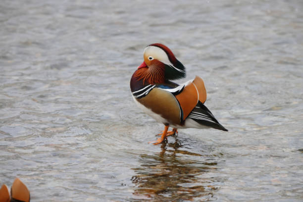 istock The mandarin duck (Aix galericulata) in Japan 2148105478