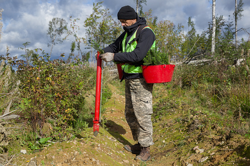 Forest worker with tree planting tool plants a forest.