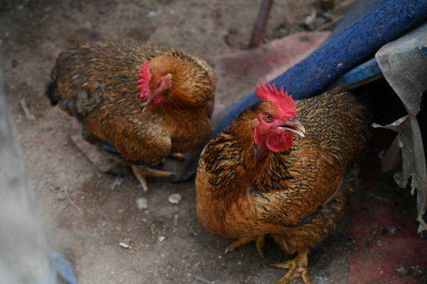 Chicken Living in a Cage