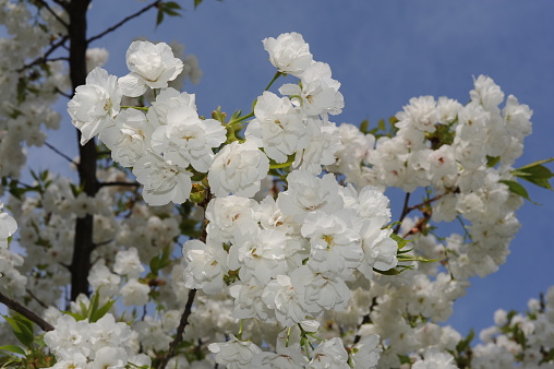White sakura cherry flowers in full bloom and blossom with beautiful petals on a sunny day with blue sky