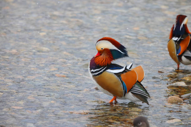 istock The mandarin duck (Aix galericulata) in Japan 2148106489