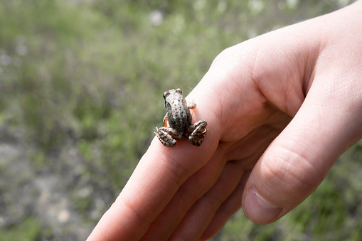 Caught lake frog in the hand close up, species Pelophylax ridibundus, female, the largest frog in Russia