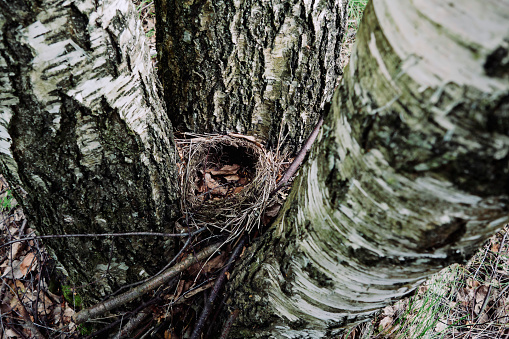 A small empty nest between the trees.