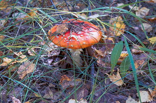 Red fly agaric (Amanita muscaria) on the forest floor close-up.