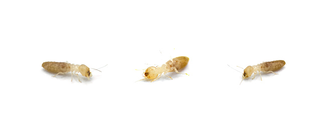 eastern subterranean termite - Reticulitermes flavipes - most common termite found in America and the important wood destroying insects in the United States. Isolated on white background. Three views