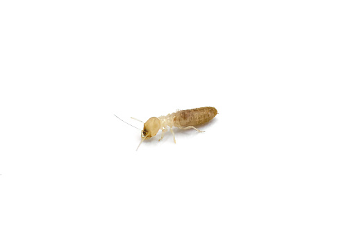 eastern subterranean termite - Reticulitermes flavipes - most common termite found in America and the important wood destroying insects in the United States. Isolated on white background. Side view