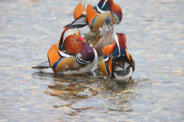 Front view of male mandarin duck, Aix galericulata, swimming in the clear waters of the Monza palace. The flamboyant livery can be seen, made even more evident by the well-known and strange lateral \