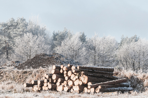 Pile of timber logs in a frosty landscape