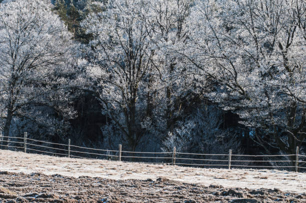 Fence in frost in front of frosty trees