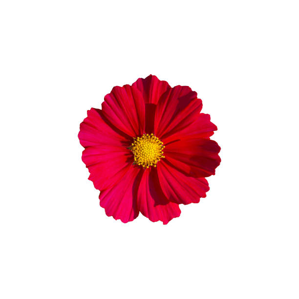 isolated top view red cosmos flower on white background. Single layer or stacked petals. The tip of the petals is serrated as a saw tooth. In the center of the flower are 5 stamens and 1 pistil.