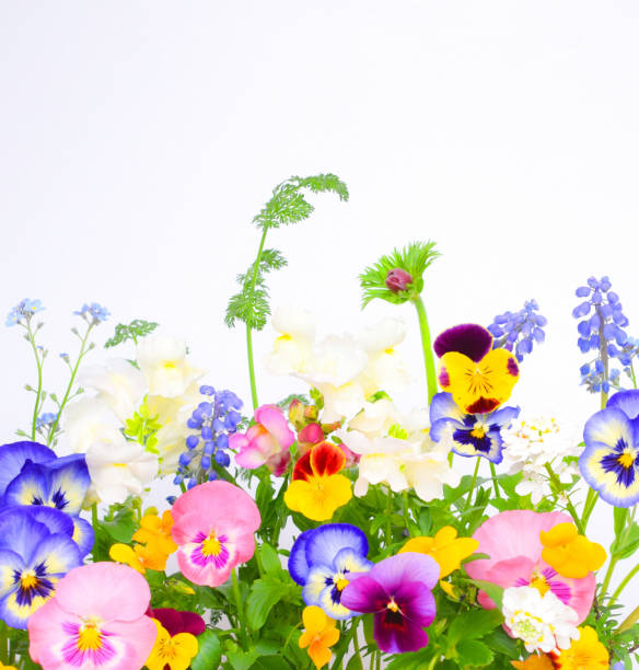 istock lots of spring flowers on white background. 2148108723